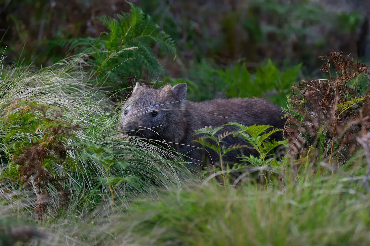 Protecting Australia’s Unique Fauna: ESG Insights for Mining Stakeholders